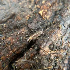 Riparian Woodlouse thumbnail 3