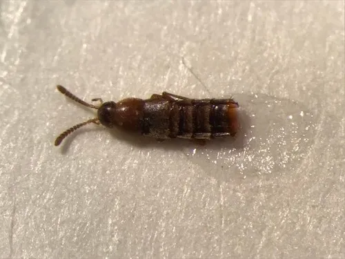 Oxypoda hiemalis