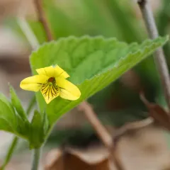 downy yellow violet thumbnail 2