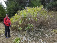 Broad-leaved Bamboo thumbnail 3