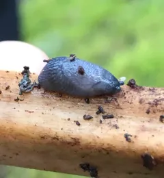 Blue-gray Taildropper thumbnail 2