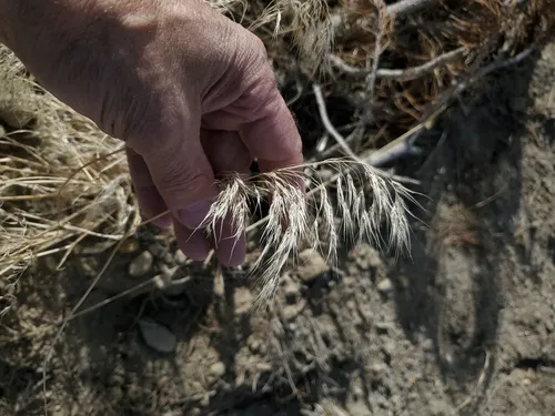 brome smut fungus