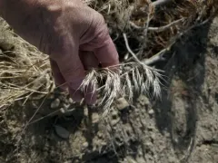 brome smut fungus thumbnail 1