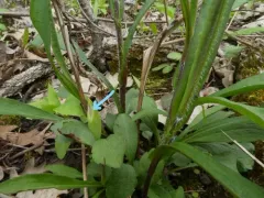 Vankya heufleri thumbnail 3