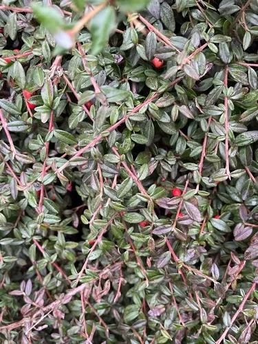 entire-leaved cotoneaster
