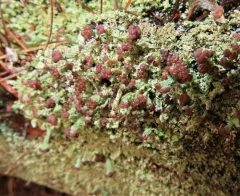 Fence-rail Cladonia thumbnail 2