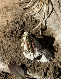 Buckell's Timberline Grasshopper thumbnail 2