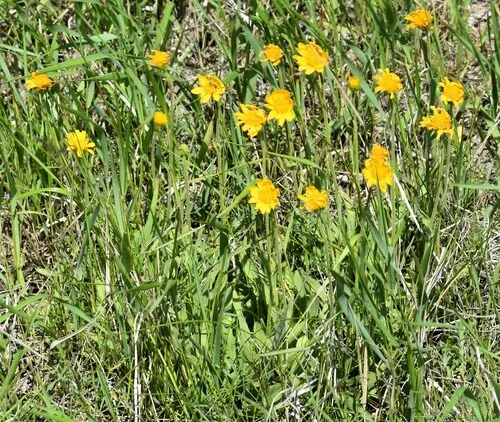 hillside arnica