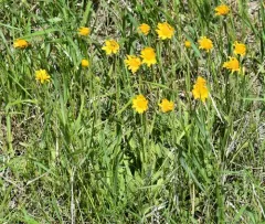 hillside arnica thumbnail 1