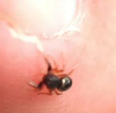 Sibianor aemulus thumbnail 3