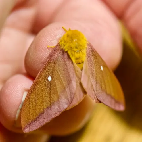 Pink-striped Oakworm Moth