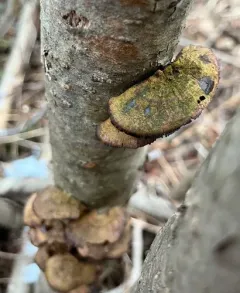 Alder Bracket thumbnail 3