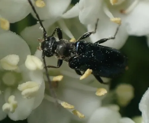 Alosterna chalybaea