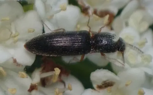 Isabelline Click Beetle