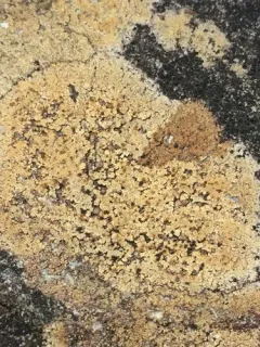 Rusty Brook Lichen thumbnail 2