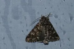 Lasionycta taigata thumbnail 3