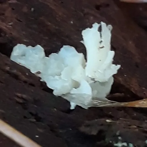 snow fungus