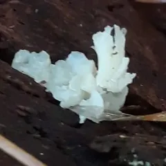 snow fungus thumbnail 1