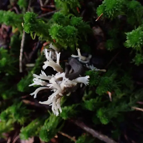 Helminthosphaeria clavariarum