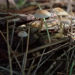 Conifercone Cap thumbnail 2