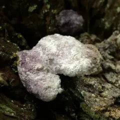 Nectriopsis violacea thumbnail 1