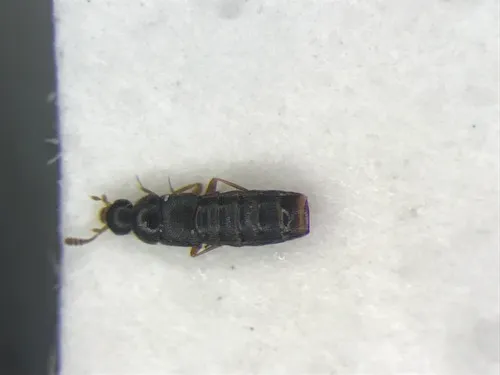 Oligota pusillima