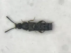 Strigota obscurata thumbnail 1