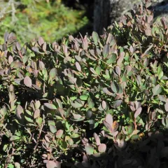 bog bilberry thumbnail 2