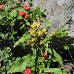 Cutler's goldenrod thumbnail 2