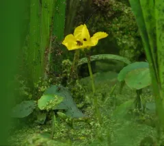 water fringe thumbnail 3
