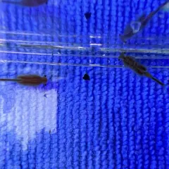 Oregon Fairy Shrimp thumbnail 4