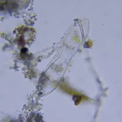 Surirella librile thumbnail 2