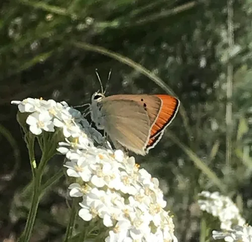 Ruddy Copper