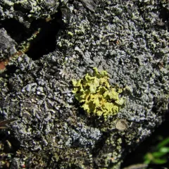 Powdered Sunshine Lichen thumbnail 3