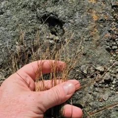highland rush thumbnail 3
