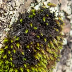 Eyed Mossthorns Lichen thumbnail 2