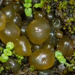 Mare's Eggs thumbnail 3