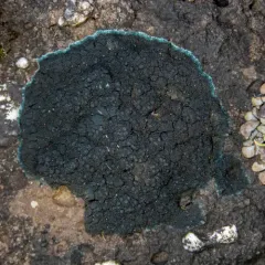 Blackthread Lichen thumbnail 4