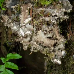 scaly pelt lichen thumbnail 3