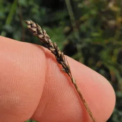 Bulrush Sedge thumbnail 2
