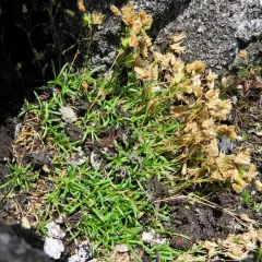 Greenland stitchwort thumbnail 3