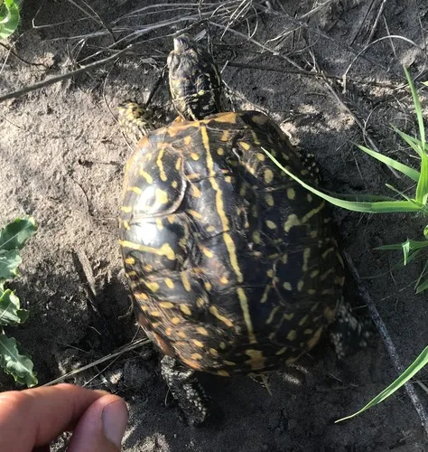 Ornate Box Turtle