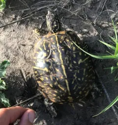 Ornate Box Turtle thumbnail 1