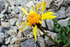 Dwarf Arctic Ragwort thumbnail 2
