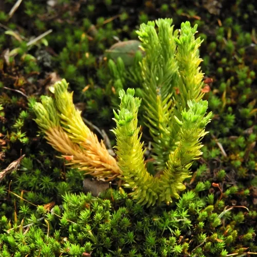 mountain firmoss