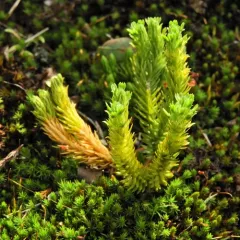 mountain firmoss thumbnail 1