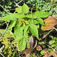 red raspberry thumbnail 4