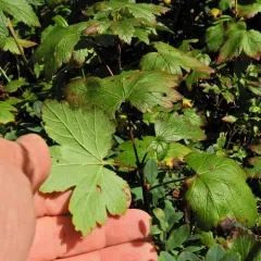skunk currant thumbnail 3