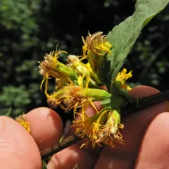 large-leaved goldenrod thumbnail 2