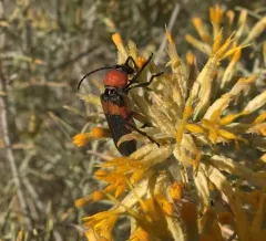 Red and Black Long-horned Beetle thumbnail 2
